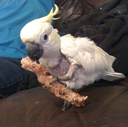 Hannah (Cockatoo)