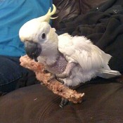 Hannah (Cockatoo)