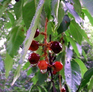 Wild Cherries in the Rain