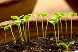 vegetable sprouts