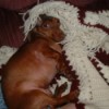 Dog snuggling under blanket.