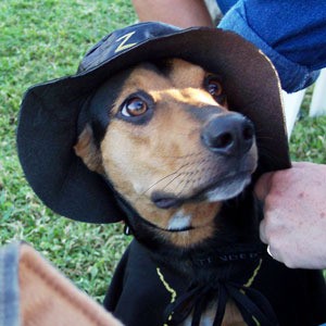 Italian Greyhound/Beagle