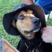 Italian Greyhound/Beagle