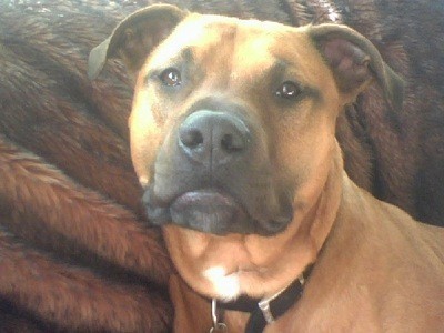 rhodesian ridgeback and pitbull mix