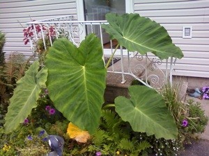 Elephant Ear Plant