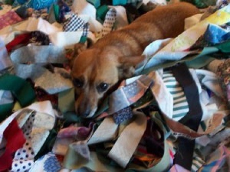A small dog in a blanket of scraps.