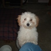 white Yorkie Poo puppy