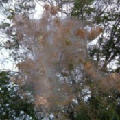 Webworms on a Pecan Trees