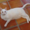 White cat on tile floor