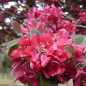 Closeup of red flowers.