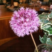 A ball shaped purple flower.