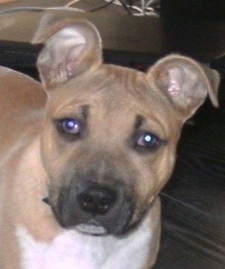 Closeup of tan dog with dark muzzle.
