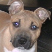 Closeup of tan dog with dark muzzle.