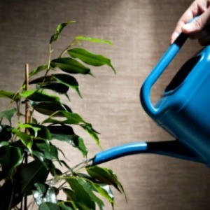 blue watering can and houseplant