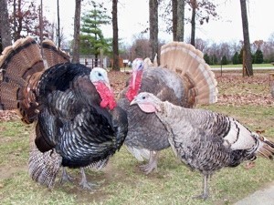 3 turkeys