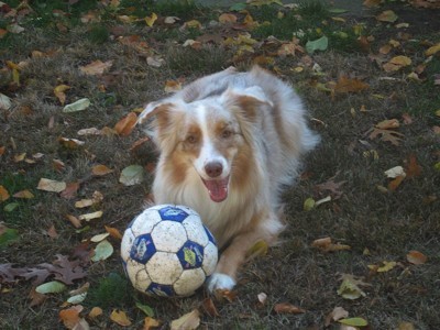 Jasmine (Australian Shepherd)