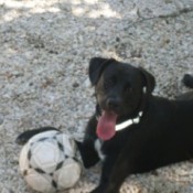 Black dog with soccor ball.