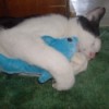 Cat embracing stuffed toy