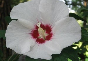 white flower with scarlet center