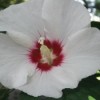 white flower with scarlet center
