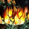 plant that looks like flame