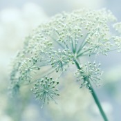 Growing Dill
