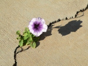 A petunia growing in a crack in pavement.
