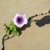 A petunia growing in a crack in pavement.