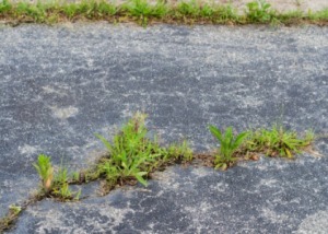 Grass Growing in Pavement Cracks