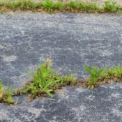 Grass Growing in Pavement Cracks
