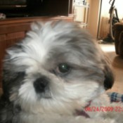Closeup of Cheyenne, a small Shih Tzu.