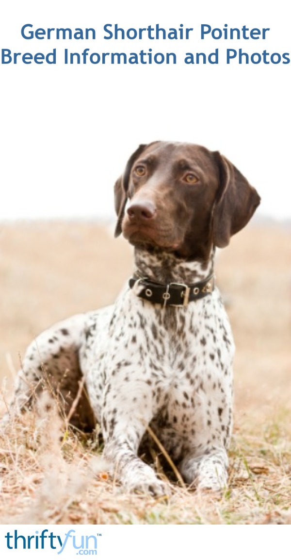 German Shorthair Pointer Breed Information And Photos Thriftyfun