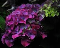 Bluish purple hydrangea