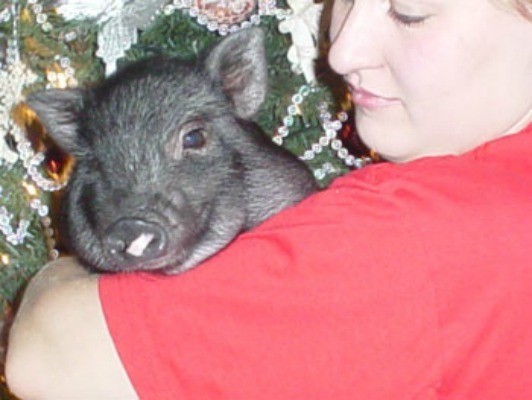 Pot Bellied Pig Information And Photos Thriftyfun