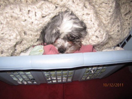 In laundry basket.