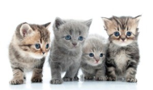 4 cute kittens.
