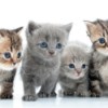 4 cute kittens.