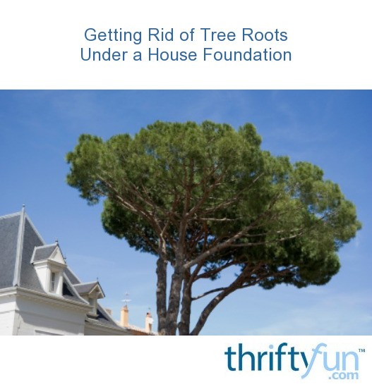 Getting Rid of Tree Roots Under a House Foundation? ThriftyFun