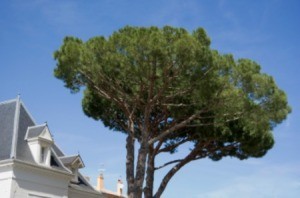 A tree planted too close to a home.