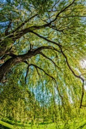 A large willow tree.