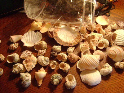 shells