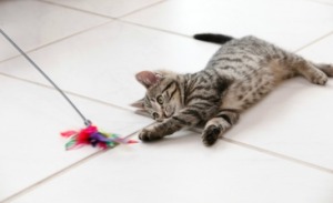 cat on a tile floor