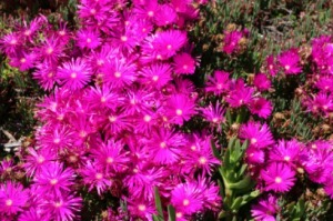 Creeping, mat-forming succulent species, called an ice plant.