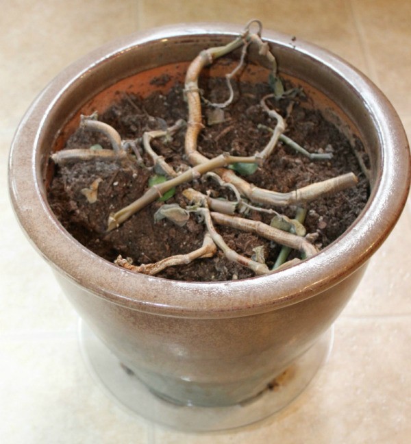 dead jade plant