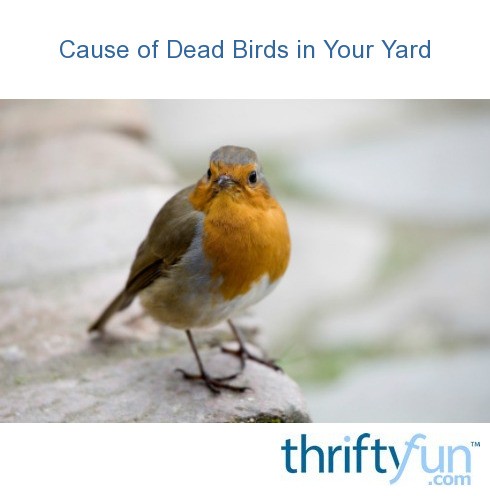 Cause of Dead Birds in Your Yard? | ThriftyFun
