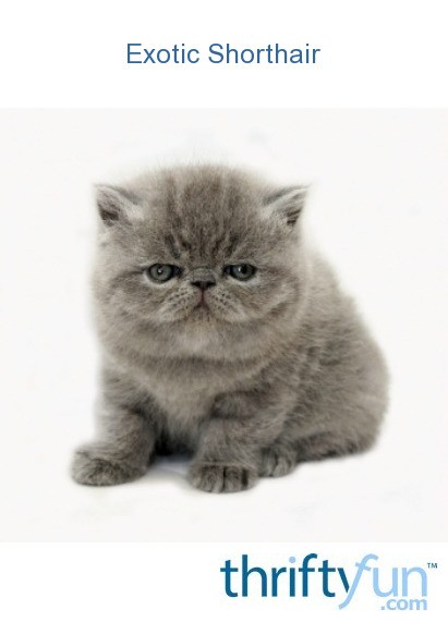 Exotic Shorthair Breed Information And Photos Thriftyfun
