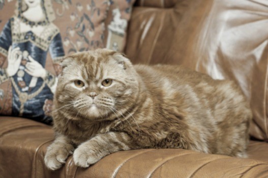 Cleaning Urine Stains And Odors From, Cat Urine On Leather Couch
