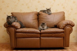 3 cats on a leather couch