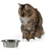 A cat with an empty food dish.