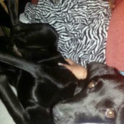 Black Lab on couch.